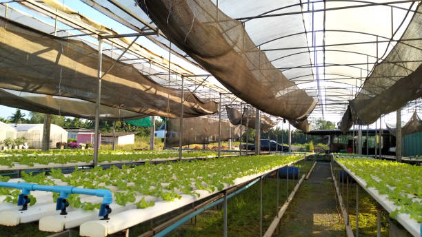 Hydroponics system plantation, planting vegetables and herbs on water rail without using soil for health